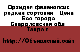 Орхидея фаленопсис редкая сортовая › Цена ­ 800 - Все города  »    . Свердловская обл.,Тавда г.